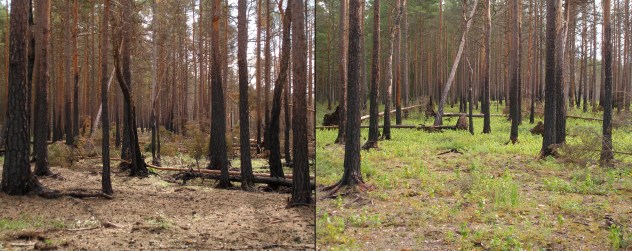 boreal_pine_forest_after_fire