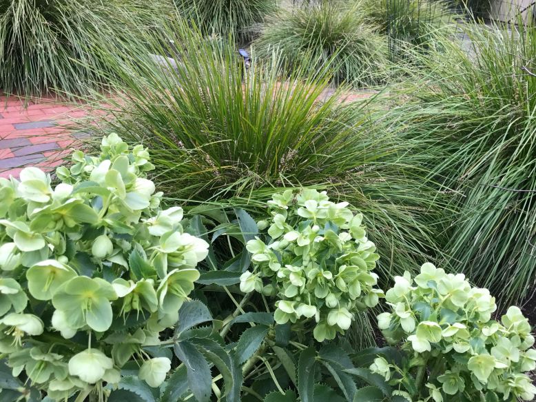 heleborepathproject-1